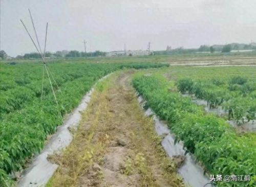 质量效应3破坏技能(质量效应3怎么释放技能)插图