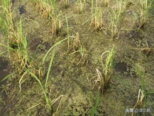 质量效应3破坏技能(质量效应3怎么释放技能)插图16