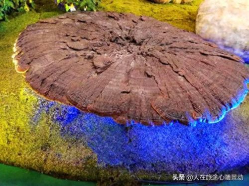 绿谷出久改过几次装备(绿谷出久)插图11