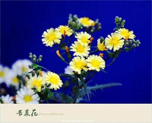 《口袋妖怪-叶绿》金珠图文攻略(口袋妖怪叶绿宝石攻略)插图48