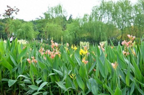 《口袋妖怪-叶绿》金珠图文攻略(口袋妖怪叶绿宝石攻略)插图50