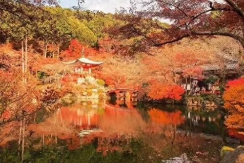 秋岛枫(日本红枫大树)插图10