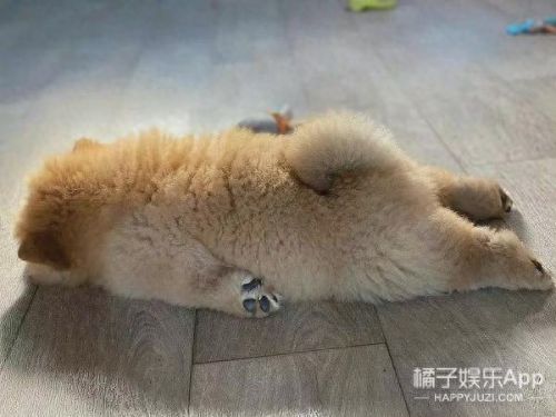 面包狗表情包(面包狗图片)插图