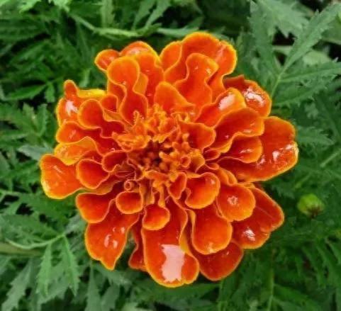 孔雀开屏花(孔雀求偶开屏搞笑动图)插图23