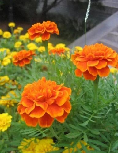 孔雀开屏花(孔雀求偶开屏搞笑动图)插图38