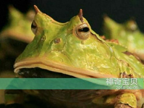 角蛙寿命(角蛙到底有多可怕)插图1