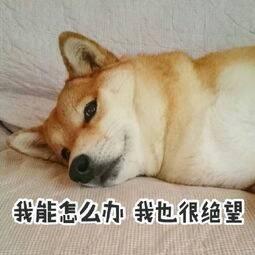 梦幻西游没有善恶点怎么加(梦幻西游如何补充善恶点)插图
