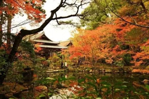 秋岛枫(日本红枫大树)插图8
