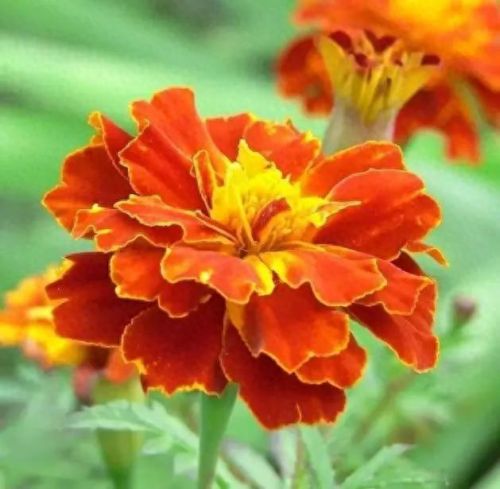 孔雀开屏花(孔雀求偶开屏搞笑动图)插图30