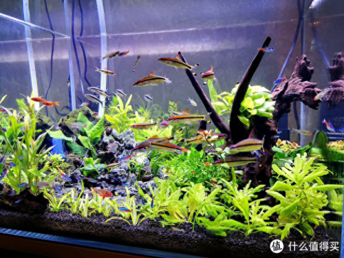 水草问题(腐植酸钠对水草的作用)插图11