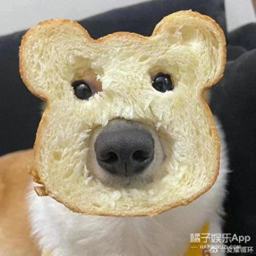 面包狗表情包(面包狗图片)插图2