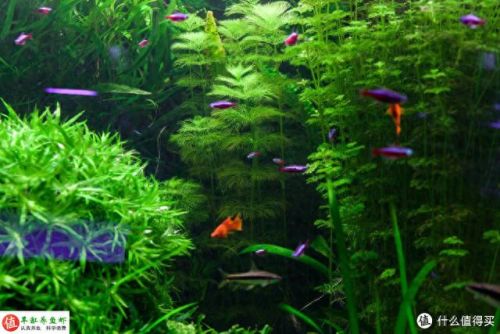 水草问题(腐植酸钠对水草的作用)插图10