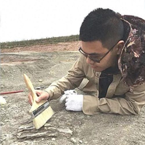天廻龙(天彗龙)插图2