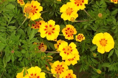 孔雀开屏花(孔雀求偶开屏搞笑动图)插图29