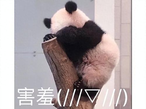 剑灵npc(哪些是剑灵中npc名字)插图5