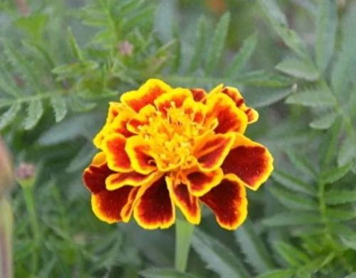 孔雀开屏花(孔雀求偶开屏搞笑动图)插图4