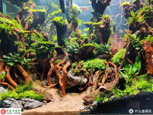 水草问题(腐植酸钠对水草的作用)插图3