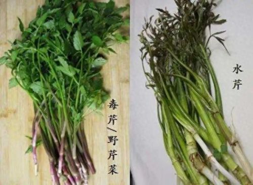 危险的美食(危险的美食任务鱼在哪钓)插图7