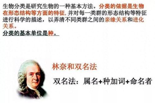 天廻龙(天彗龙)插图22
