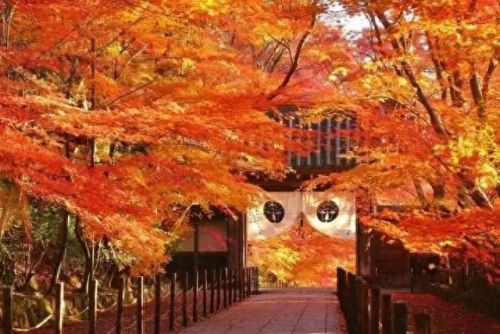 秋岛枫(日本红枫大树)插图9