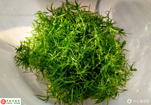 水草问题(腐植酸钠对水草的作用)插图8