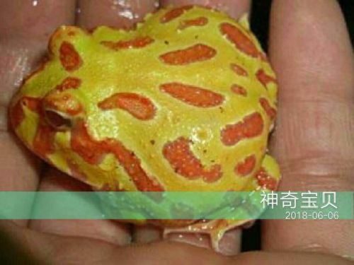 角蛙寿命(角蛙到底有多可怕)插图4