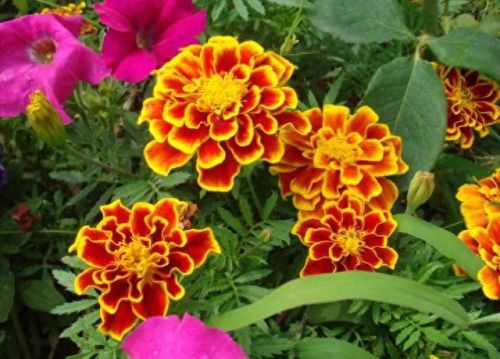 孔雀开屏花(孔雀求偶开屏搞笑动图)插图20
