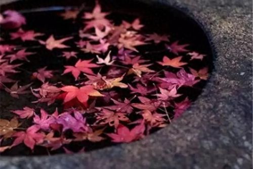秋岛枫(日本红枫大树)插图2