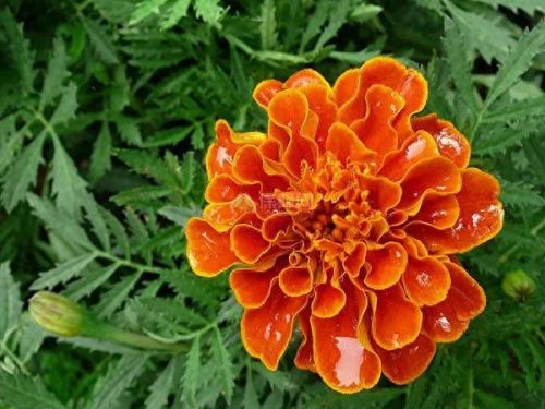 孔雀开屏花(孔雀求偶开屏搞笑动图)插图26