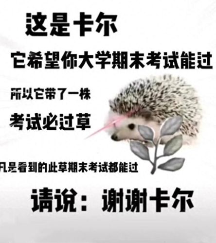 卡尔刺猬是什么梗(卡尔刺猬梗图)插图2