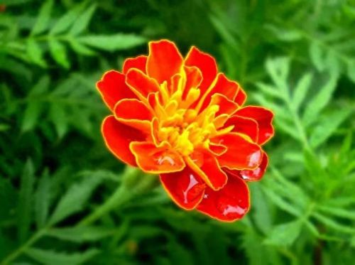 孔雀开屏花(孔雀求偶开屏搞笑动图)插图2