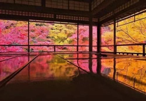 秋岛枫(日本红枫大树)插图7