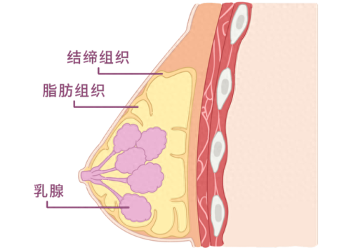 胸围尺寸(最佳三围尺寸)插图2