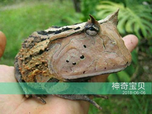 角蛙寿命(角蛙到底有多可怕)插图
