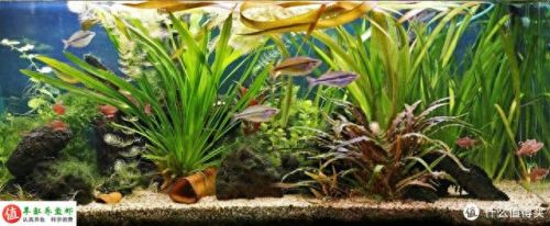 水草问题(腐植酸钠对水草的作用)插图1