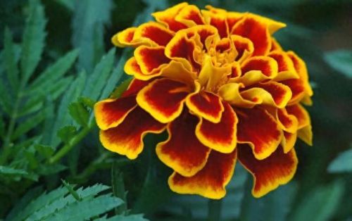 孔雀开屏花(孔雀求偶开屏搞笑动图)插图35
