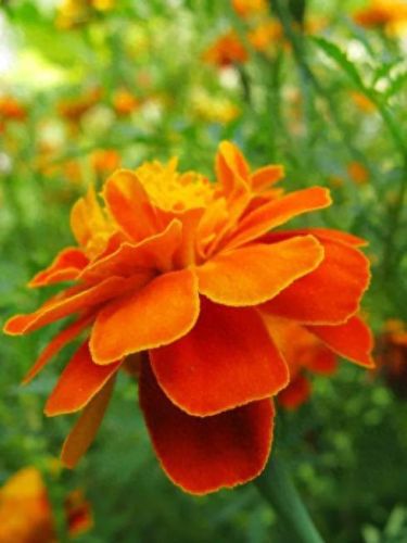 孔雀开屏花(孔雀求偶开屏搞笑动图)插图37