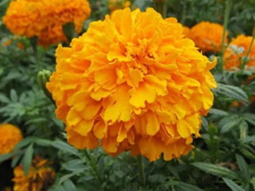 孔雀开屏花(孔雀求偶开屏搞笑动图)插图21