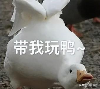 星之碎片(星之碎片小说)