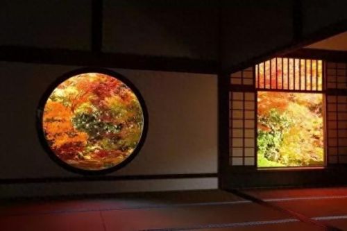 秋岛枫(日本红枫大树)插图5