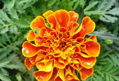 孔雀开屏花(孔雀求偶开屏搞笑动图)插图34