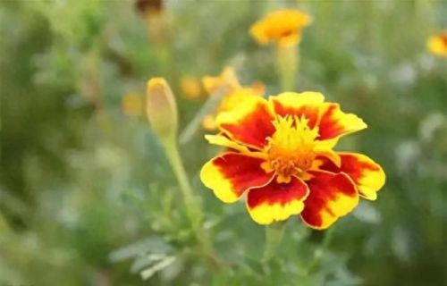 孔雀开屏花(孔雀求偶开屏搞笑动图)插图24