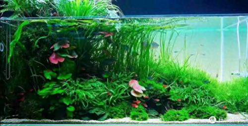 水草问题(腐植酸钠对水草的作用)插图