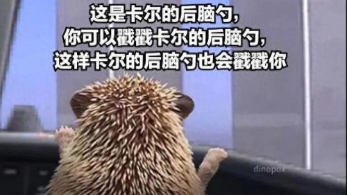 卡尔刺猬是什么梗(卡尔刺猬梗图)插图