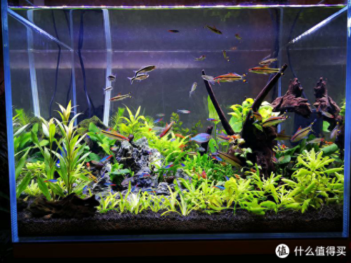 水草问题(腐植酸钠对水草的作用)插图6