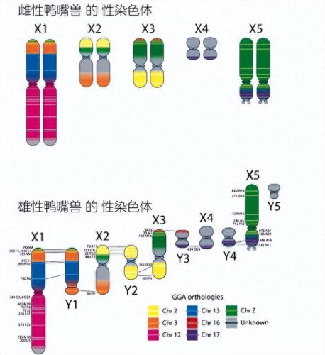 宠物小精灵鸭嘴兽技能(宠物小精灵中的专属技能)插图3