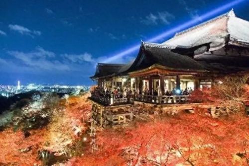 秋岛枫(日本红枫大树)插图11