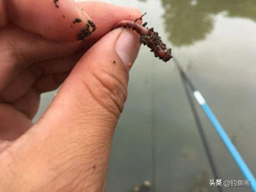 如何快速提升钓鱼技能(钓鱼技能1-300完全攻略)插图1
