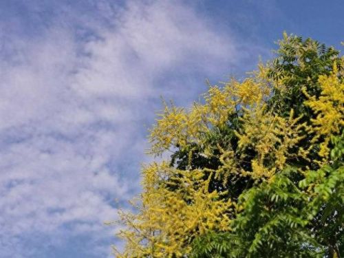 秋高气爽更适合形容(秋高气爽造句子)