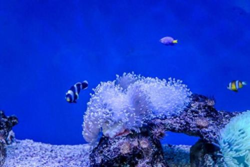 梦海鼠(海鼠养殖广西)